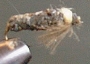 caset25.jpg (6431 bytes)