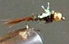 goldflashpt25.jpg (6034 bytes)